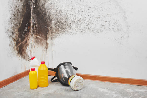 Best Mold Remediation for Specific Building Types in Cross Plains, TX