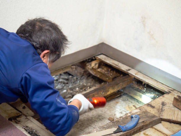 Best Residential Mold Remediation in Cross Plains, TX