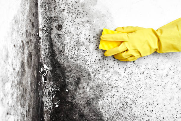 Best Attic Mold Remediation in Cross Plains, TX