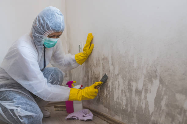 Best Post-Flood Mold Remediation in Cross Plains, TX