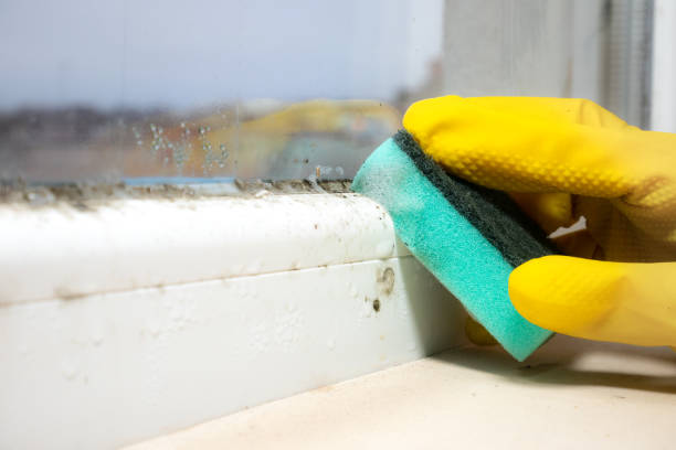 Best Mold Remediation for Specific Building Types in Cross Plains, TX