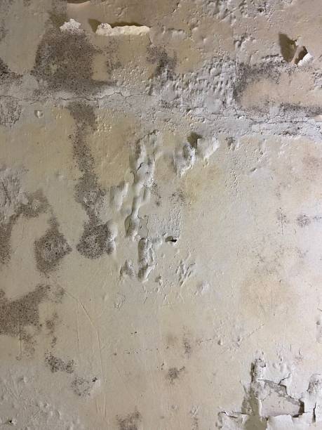 Best Localized Mold Remediation (e.g., coastal areas, humid climates) in Cross Plains, TX