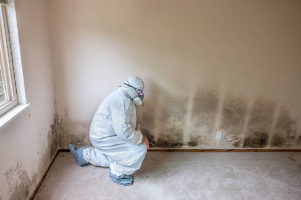 Reliable Cross Plains, TX Mold Remediation Solutions