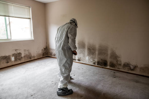 Best Post-Flood Mold Remediation in Cross Plains, TX