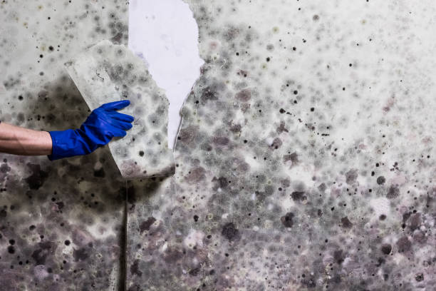 Best Basement Mold Remediation in Cross Plains, TX